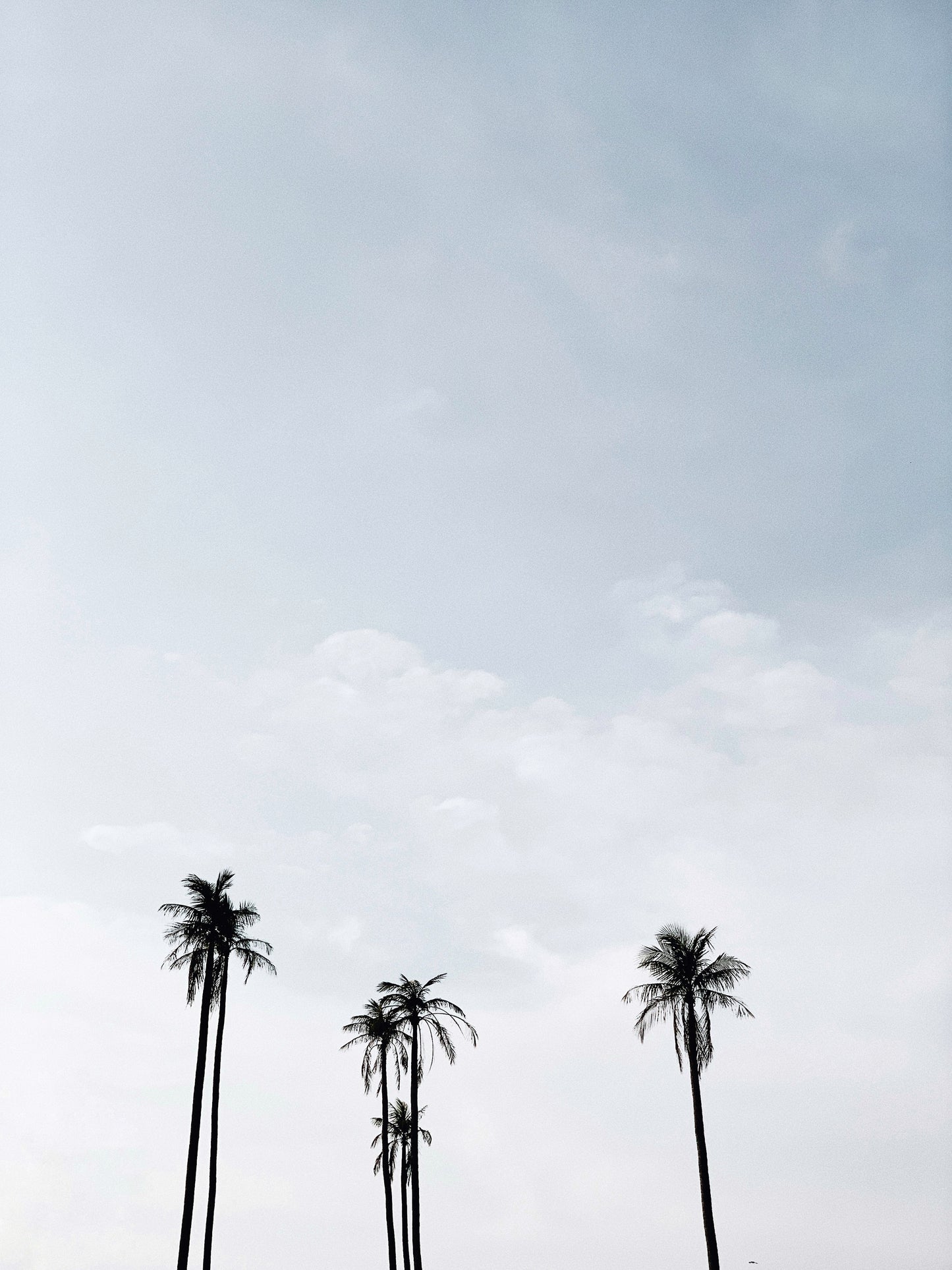 Palmtrees Sky Poster