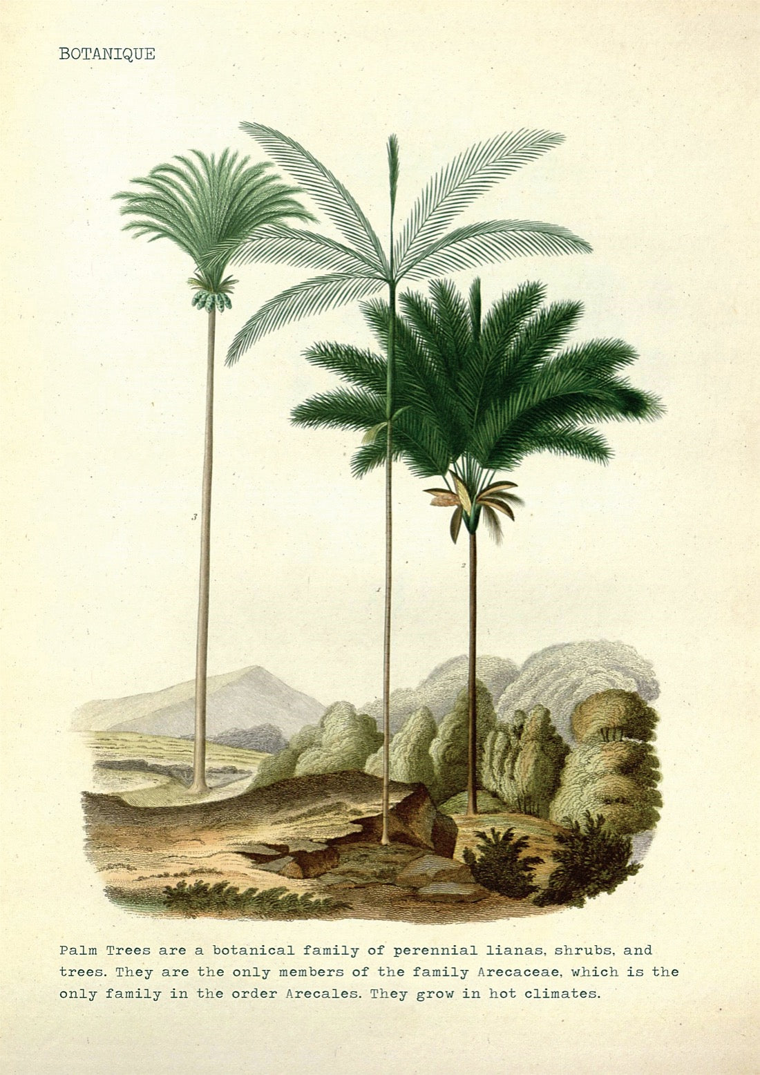 Palm Trees vintage No2 Poster