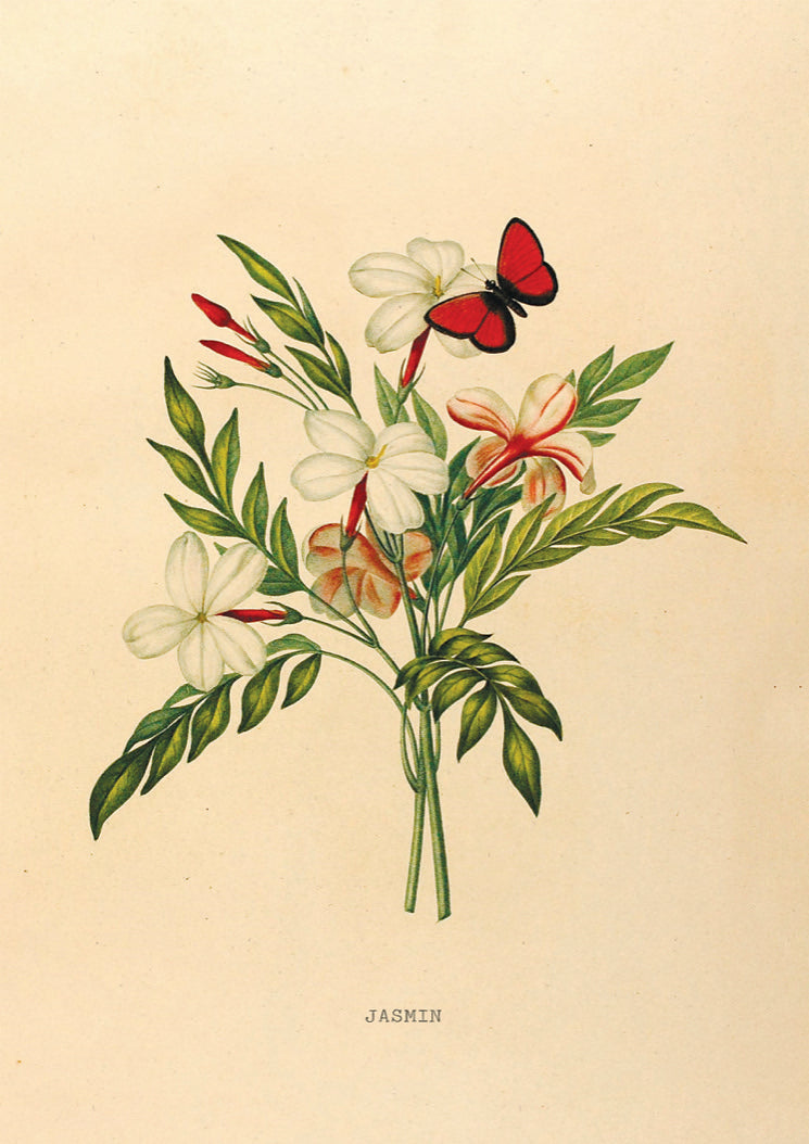 Vintage Poster met Jasmijn Bloemen