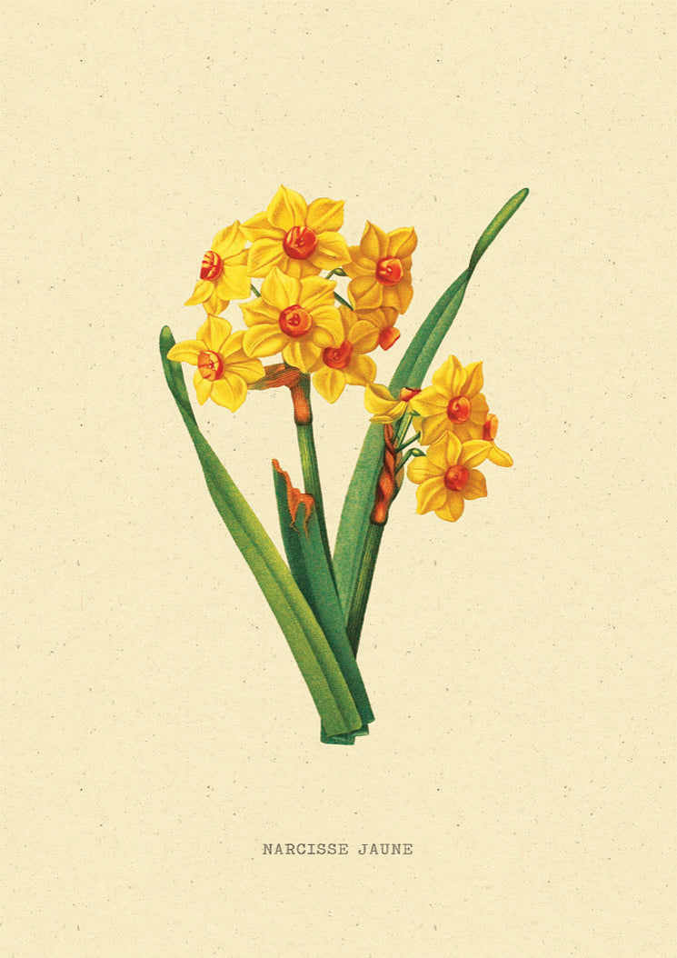 Narcis Bloem Vintage Poster. Studio Trenzy