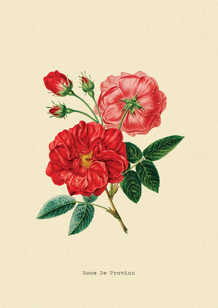 Rosa Gallica Bloem Vintage Poster - Studio Trenzy