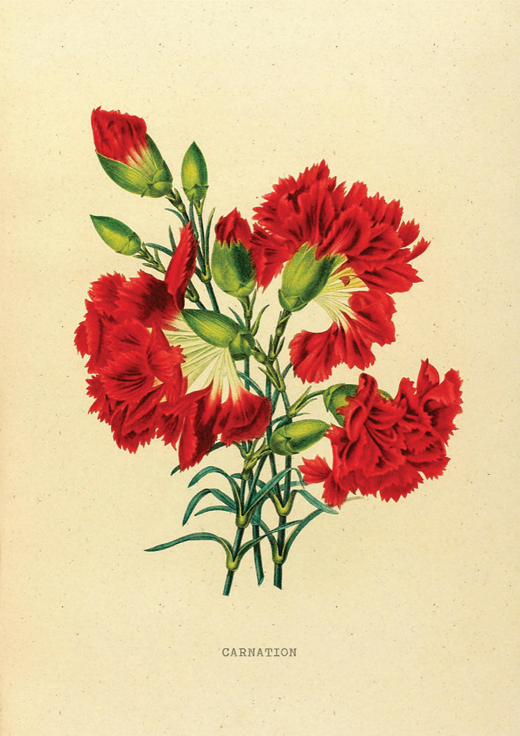 Vintage Poster Anjer Bloem - Studio Trenzy