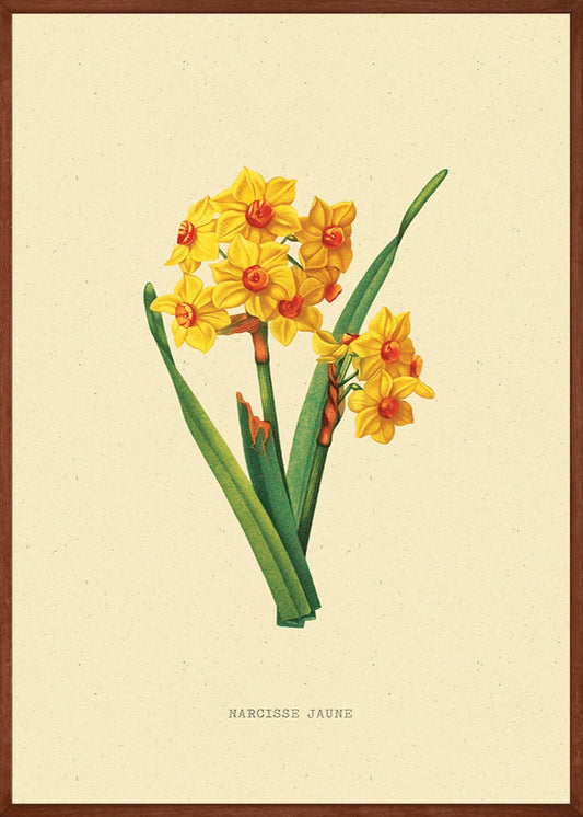 Narcis Bloem Vintage Poster