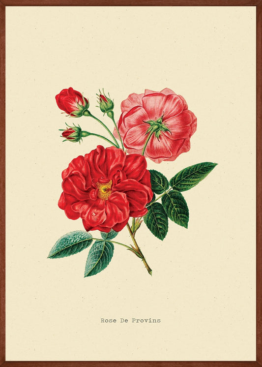 Rosa Gallica Bloem Vintage Poster