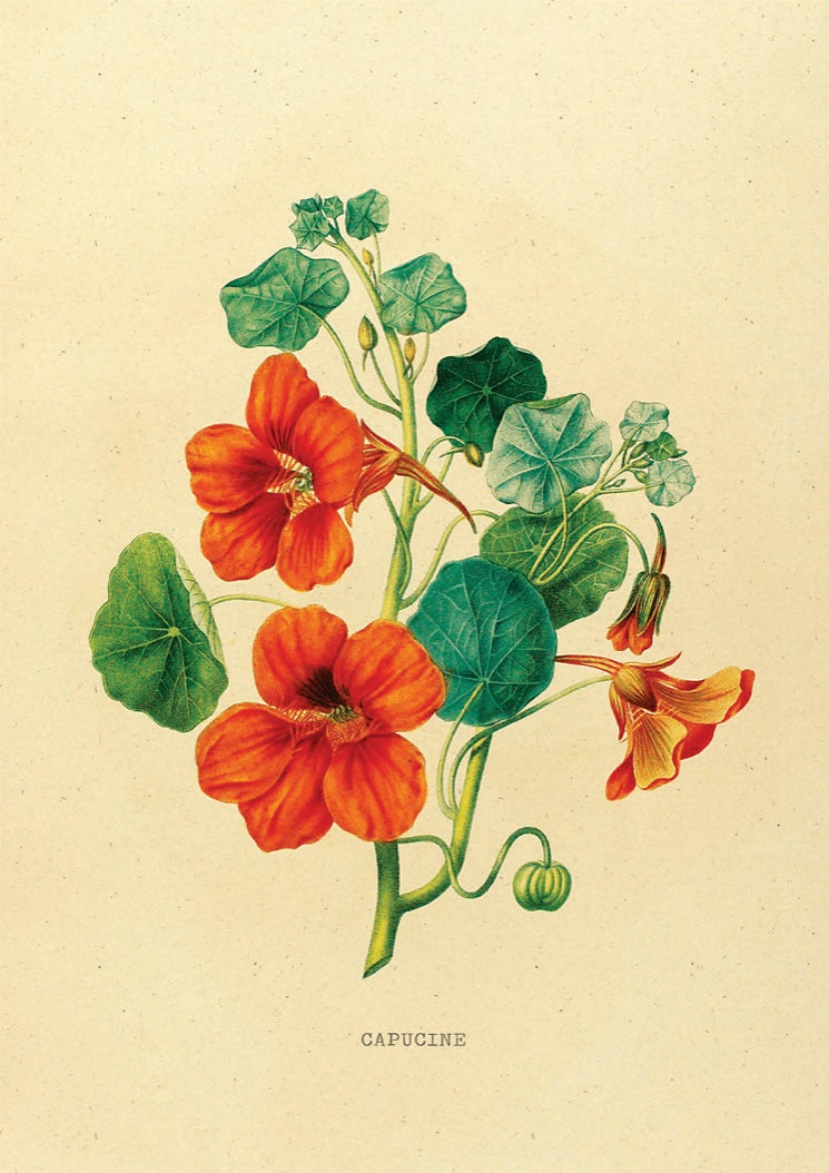 Oost- Indische Kers Bloem Vintage Poster - Studio Trenzy